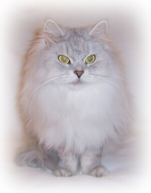 Siberian Kittens Cats For Sale Ny Nyc Nj Ct Pa See New Kittens Now