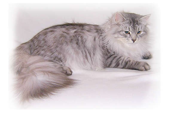 Siberian Cats King of the Breeders