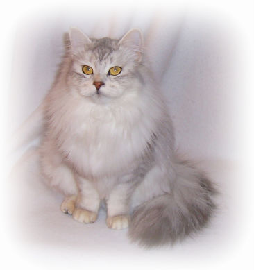 Hypoallergenic Siberian Cat